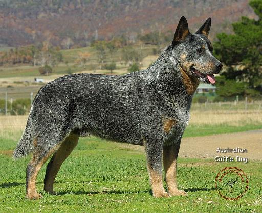 Australian Cattle Dog 9F060D-18.JPG